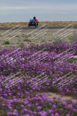 media/Jan-14-2023-SoCal Trackdays (Sat) [[497694156f]]/Turn 14 Exit Bloomig (145pm)/